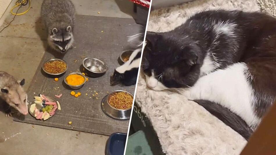 Opossum, Stinktier und Waschbär teilen sich Abendessen – Katze bleibt entspannt