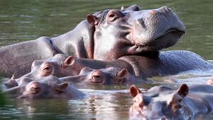 Invasive große Tiere in Seen: Jede zweite Art macht Probleme