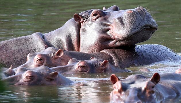 Invasive große Tiere in Seen: Jede zweite Art macht Probleme