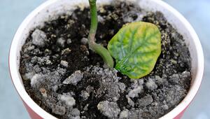 Blumenerde mit weißen Flecken 