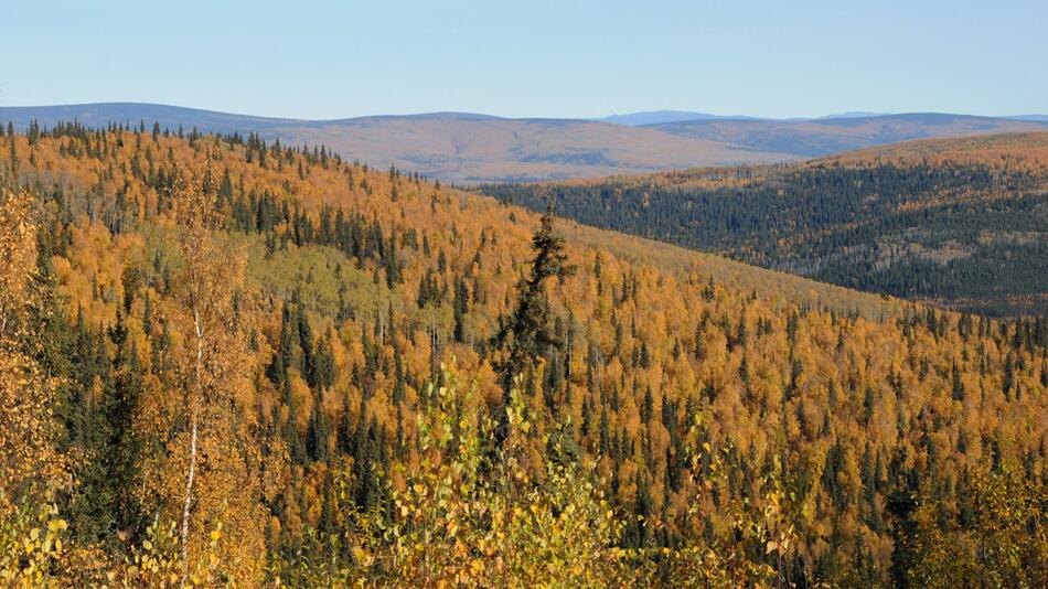 Herbstlich gefärbte Wälder in Alaska