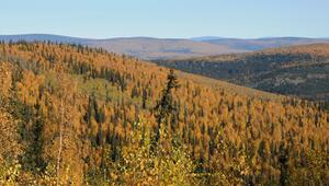 Herbstlich gefärbte Wälder in Alaska