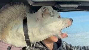 Tierisch hungrig: Hündin „frisst“ vorbeifahrende Autos