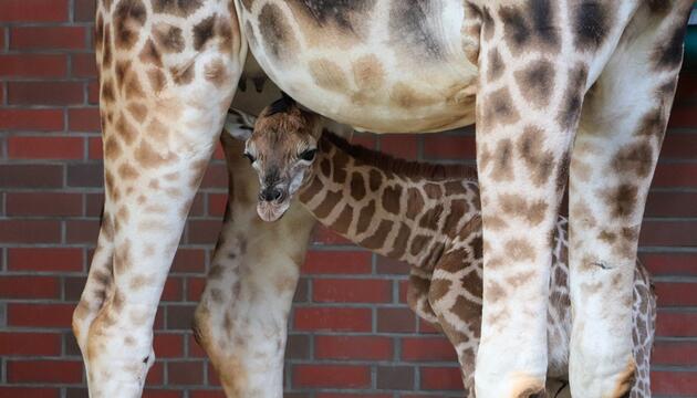Nachwuchs bei den Rothschild-Giraffen im Berliner Tierpark