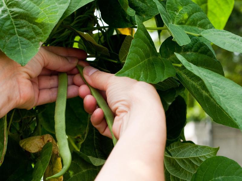 Gemüseanbau mit Plan - Was wann ausgesät oder gepflanzt wird | GMX.AT