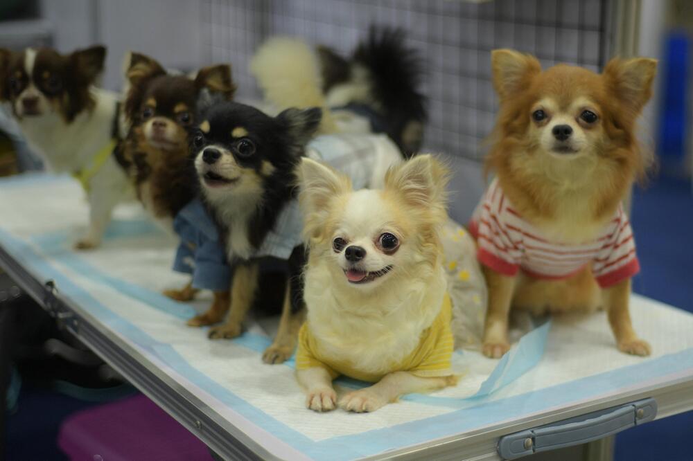 Chihuahua