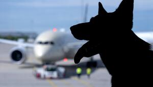 Flugreisen mit Hunden