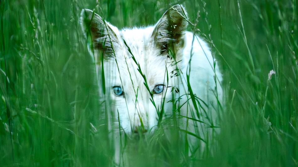 Seltene Entdeckung: Weißer Fuchs mit blauen Augen in Bayern gesichtet
