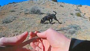 Frau verirrt sich in Wüste: Polizeihund „Hawk“ wird zum Helden