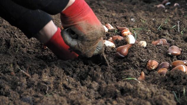 Zwiebelblumenzeit: Krokusse gehören im Herbst in die Erde