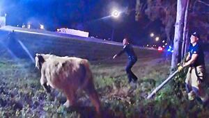 Ausgebüxte Kuh auf der Interstate – Hochlandrind legt Autobahn in Ohio lahm