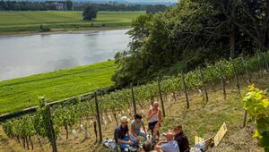 Picknick am Weinberg