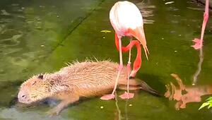 Herzerwärmender Moment: Flamingo hilft Capybara bei der Fellpflege