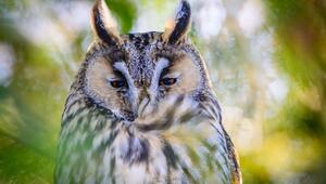 Waldohreulen sind geschützte Tiere