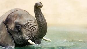 Elefant im Wasser