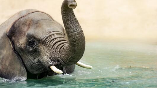 Elefant im Wasser