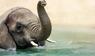 Elefant im Wasser