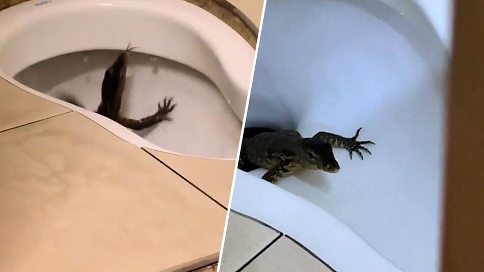 Echse lugt aus Toilette: Reptil in Malaysia erschreckt Hausbewohnerin