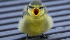 Vogelküken stürzen sich aus heißen Nestern