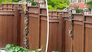 Kleine Kletterkünstler: Waschbär-Babys klettern an Zaun zu Mama hoch