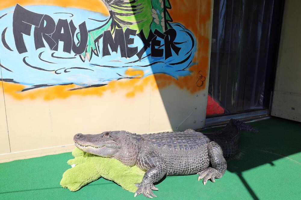Alligator-Dame Frau Meyer im Gartenpool