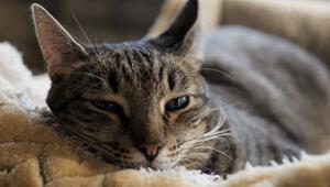 Wenn die Katze einzieht – so gelingt die Eingewöhnung