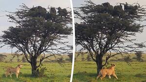 Keine Flucht möglich: Hungrige Löwin hält Paviane auf Baum fest