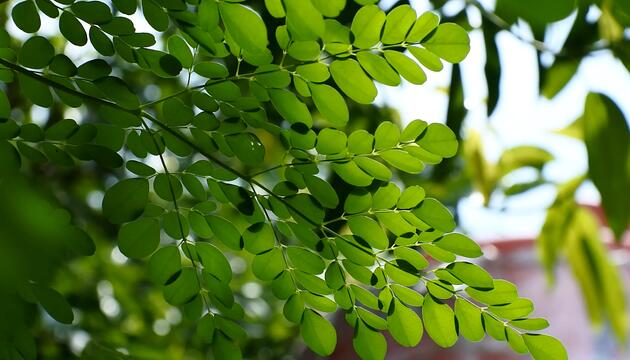 Moringa im Check – Superfood oder nur Hype