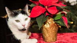 Katze neben Weihnachtsstern