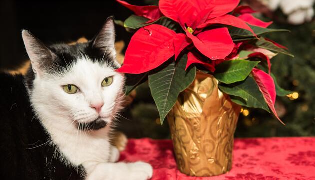 Katze neben Weihnachtsstern