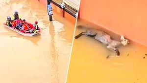 Vierbeiner im Hochwasser: Katze kämpft bei Überschwemmungen um ihr Leben