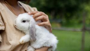 Kaninchen, das bei einer Frau auf dem Arm sitzt
