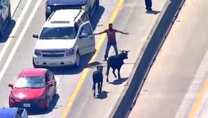 Rodeo auf der Autobahn: Über 30 Rinder fliehen auf Highway bei Houston