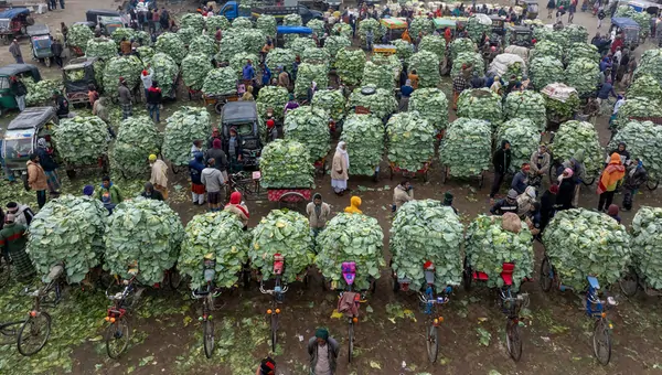Gemüsemarkt, Bauern liefern Kohl
