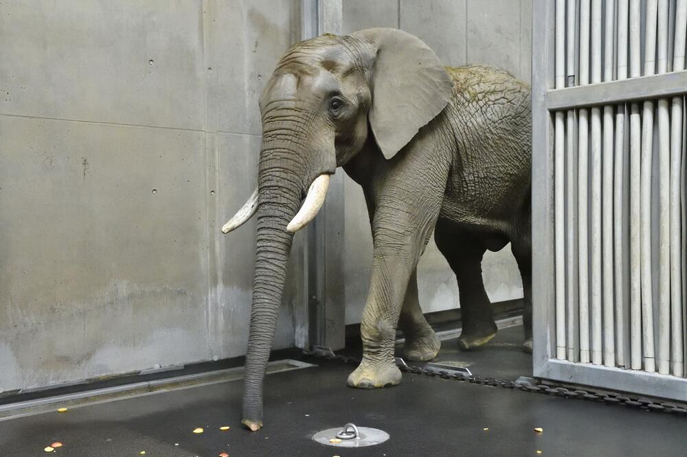 Shaka, Elefant, Afrikanischer Elefant, Schönbrunn, Wien