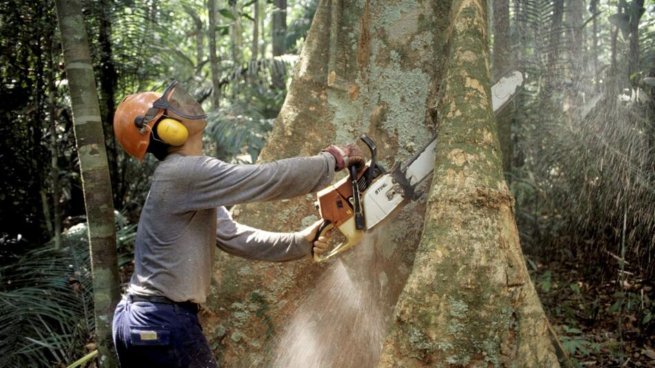 Abholzung des Amazonaswaldes in Brasilien nimmt im März zu