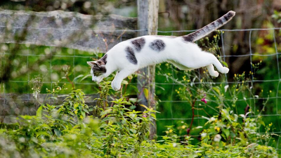 Katze springt im Garten in ein Gebüsch