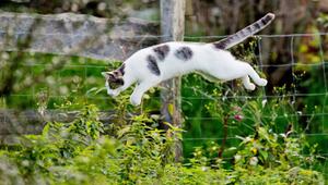 Katze springt im Garten in ein Gebüsch