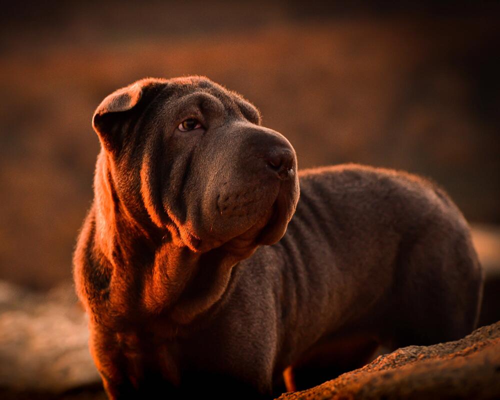 Shar Pei