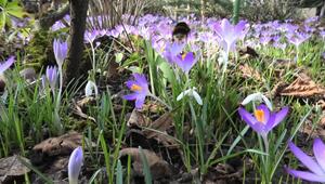 Dank Hoch "Iackl": Der März startet frühlingshaft mild mit viel Sonne
