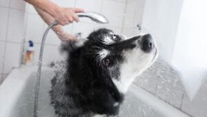 Ein Huskymischling wird in einer Badewanne gewaschen
