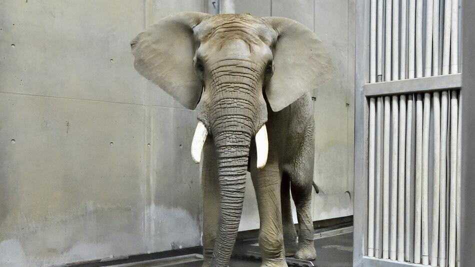 Shaka, Elefant, Tiergarten Schönbrunn