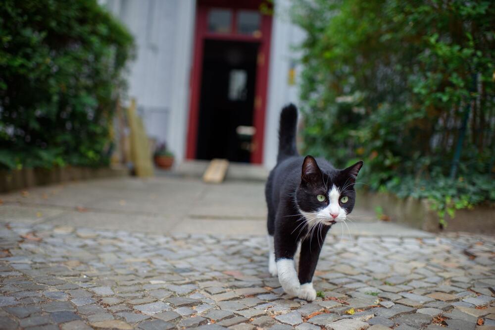 Katze geht über den Gehweg vor einem Haus