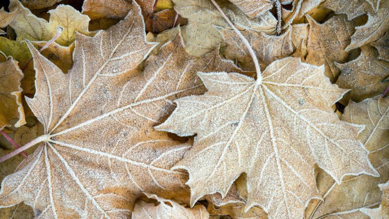 Laub vom letzten Herbst