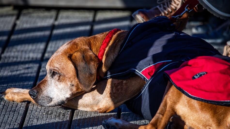 Ein Hund liegt in der Wintersonne an der Ostsee