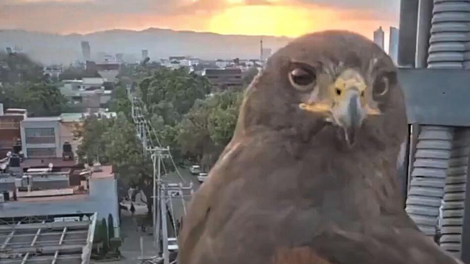 Plötzlich Bild weg: Neugieriger Bussard kapert Überwachungskamera