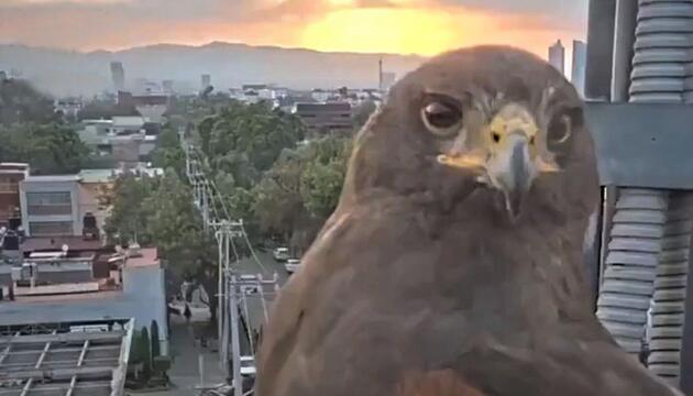 Plötzlich Bild weg: Neugieriger Bussard kapert Überwachungskamera