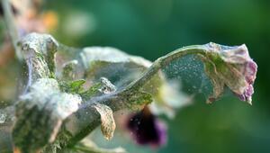 Spinnmilben Stiefmütterchen