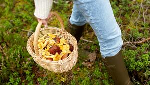 Pilzesammeln gehört für viele fest zum Herbst.