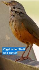 Mehr Farben in der Stadt: Studie enthüllt überraschende Vielfalt bei Stadtvögeln